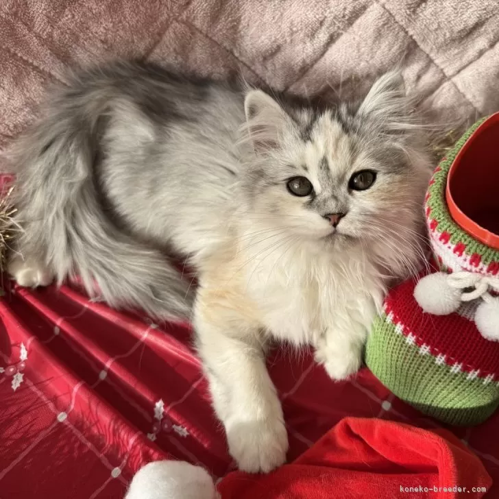 マンチカン(長足)【千葉県・女の子・2025年8月30日・ダイリュートキャリコ】の写真1