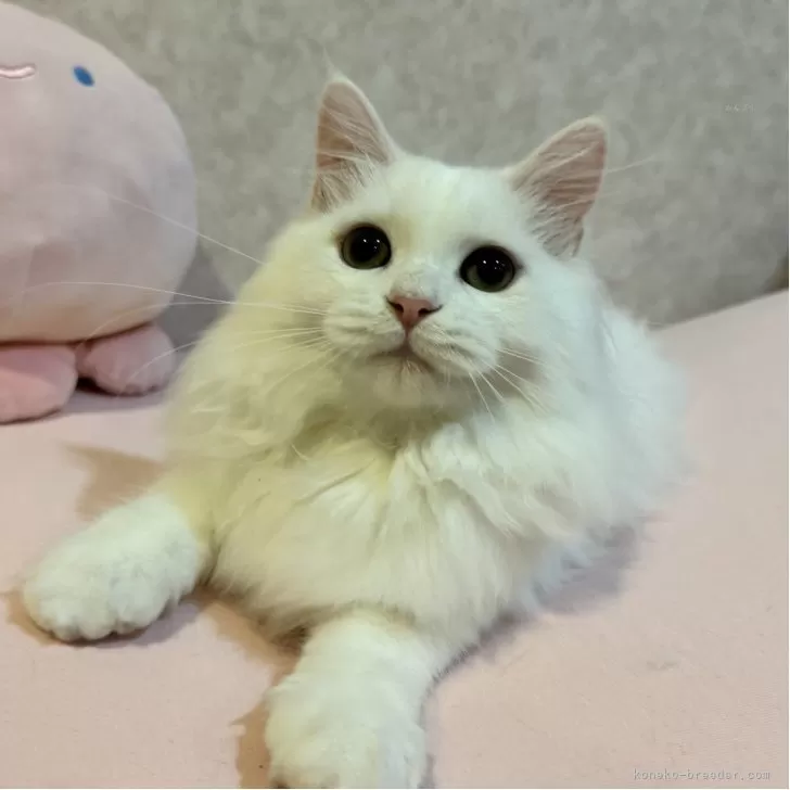 ID：2507-01771の子猫