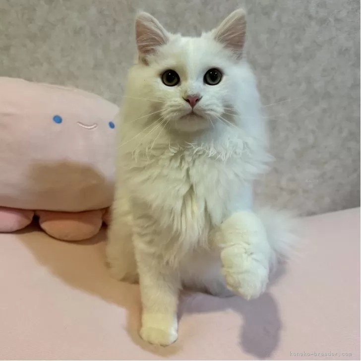 ミヌエット(長足)【千葉県・男の子・2025年6月1日・ホワイト】の写真1「整った綺麗な顔してます!」