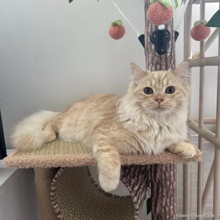 ID:2502-00400の子猫