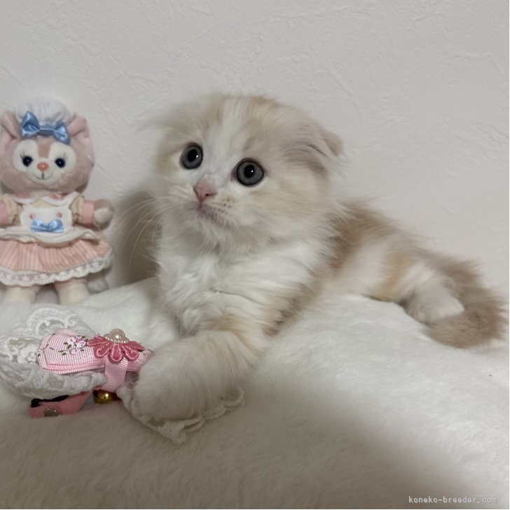 ブリーダー画像