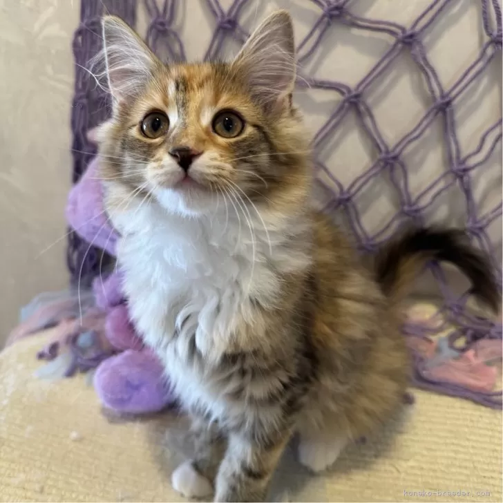 ID：2502-02222の子猫