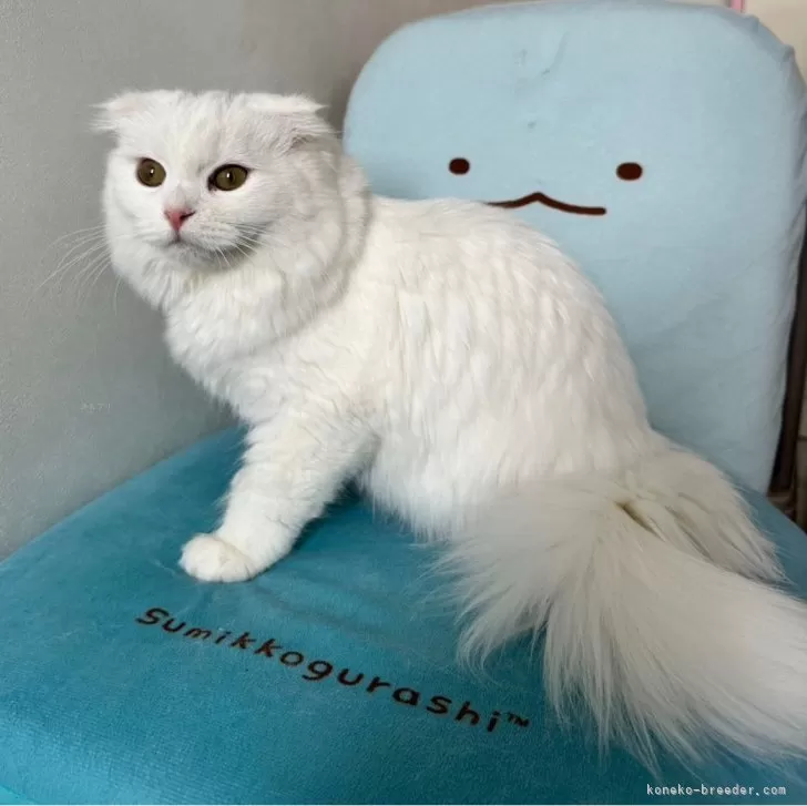 T.S 様のお迎えした子猫