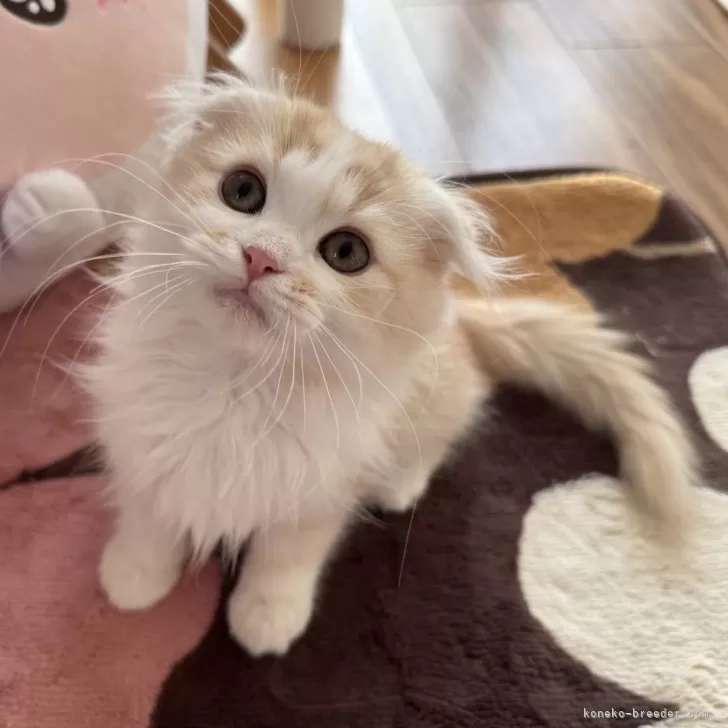 マンチカン(長足)【千葉県・男の子・2025年8月30日・クリームタビー&amp;ホワイト】の写真1「折れ耳です！」