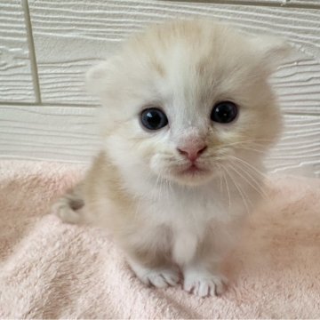 マンチカン【千葉県・男の子・2025年8月30日・クリームタビー&ホワイト】の写真「とっても人懐っこい男の子💕」