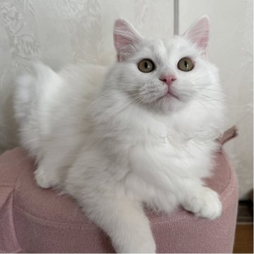 ミヌエット(長足)【千葉県・男の子・2025年6月1日・ホワイト】の写真「ベビーラッシュにて大幅値下げ‼️」