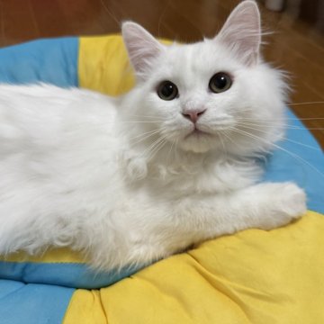 ミヌエット(長足)【千葉県・男の子・2025年6月1日・ホワイト】の写真「ベビーラッシュにて大幅値下げ‼️」