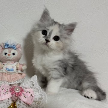 マンチカン(長足)【千葉県・女の子・2025年8月30日・ダイリュートキャリコ】の写真「運動神経抜群な女の子💕」