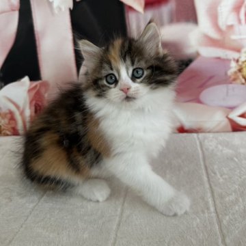 ノルウェージャンフォレストキャット【千葉県・女の子・2025年9月16日・キャリコ】の写真「おてんばな女の子💕」