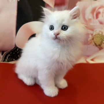 マンチカン(長足)【千葉県・女の子・2025年4月1日・ホワイト】の写真「真っ白な可愛い女の子❤️」