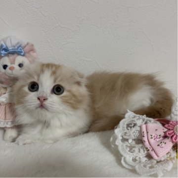 マンチカン(短足)【千葉県・男の子・2025年8月30日・レッドタビー&ホワイト】の写真「おっとりマイペースな男の子💕」