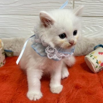 ミヌエット(長足)【千葉県・男の子・2025年6月1日・ホワイト】の写真「愛嬌満点な男の子💕」
