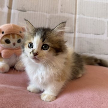 ミヌエット(短足)【千葉県・女の子・2025年6月1日・キャリコ】の写真「人懐っこい女の子💕」