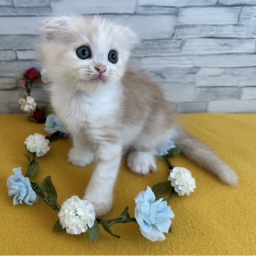 マンチカン【千葉県・男の子・2025年8月30日・クリームタビー&ホワイト】の写真「元気いっぱいな男の子💕」