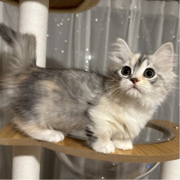 マンチカン(短足)【千葉県・女の子・2025年8月30日・ダイリュートキャリコ】の写真「とっても人懐っこい女の子💕」