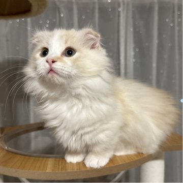 マンチカン(短足)【千葉県・男の子・2025年8月30日・クリームタビー&ホワイト】の写真「とっても人懐っこい男の子💕」