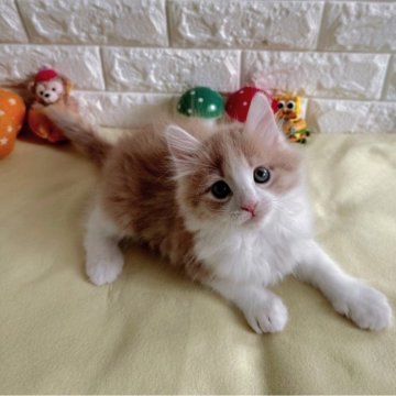 ノルウェージャンフォレストキャット【千葉県・男の子・2025年9月16日・クリームタビー&ホワイト】の写真「おっとりさんな男の子💕」