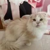 マンチカン(短足)