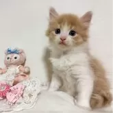 ノルウェージャンフォレストキャット