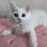 ミヌエット(長足)