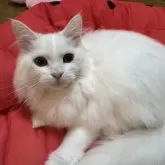 マンチカン(長足)