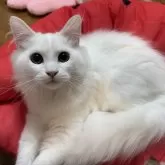 ミヌエット(長足)