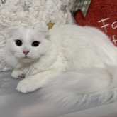 マンチカン(長足)