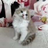 ノルウェージャンフォレストキャット