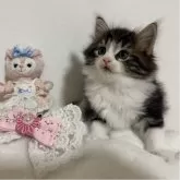 ノルウェージャンフォレストキャット