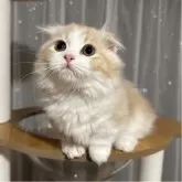 マンチカン(短足)