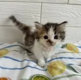 ミヌエット(短足)