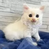 ミヌエット(長足)