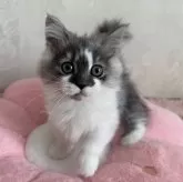 ミヌエット(短足)