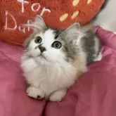 ミヌエット(短足)