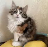 ノルウェージャンフォレストキャット