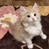 ノルウェージャンフォレストキャット