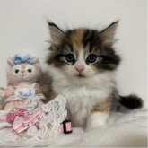 ノルウェージャンフォレストキャット