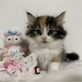 ノルウェージャンフォレストキャット