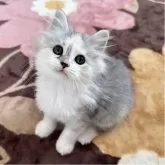 マンチカン(長足)