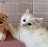 ミヌエット(長足)