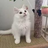 マンチカン(長足)