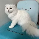 マンチカン(長足)