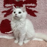マンチカン