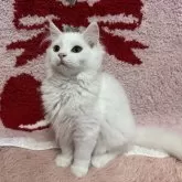 マンチカン(長足)