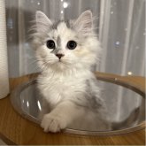 マンチカン(長足)