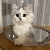 マンチカン(長足)