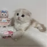 マンチカン(長足)【千葉県・男の子・2025年8月30日・クリームタビー&ホワイト】の写真4「懐っこくて可愛いです🩷」