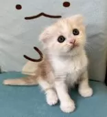 マンチカン(長足)【千葉県・男の子・2025年8月30日・クリームタビー&ホワイト】の写真5