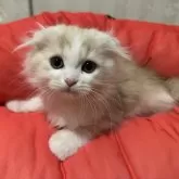 マンチカン(長足)【千葉県・男の子・2025年8月30日・クリームタビー&ホワイト】の写真5