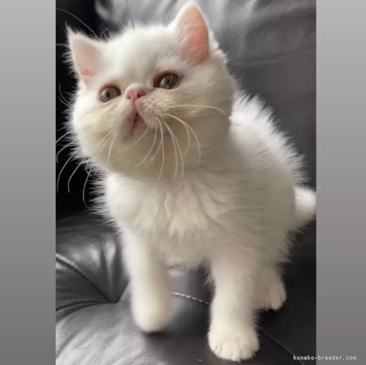 ID：2406-00491の子猫